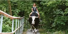  ?? Archivfoto: Marcus Merk ?? Sina Göppel aus dem Landkreis Augsburg geht auf ihrem Ochsen Woodie sogar aus‰ reiten. Viele Passanten sprechen sie dabei an.