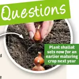  ??  ?? Plant shallot sets now for an earlier maturing crop next year