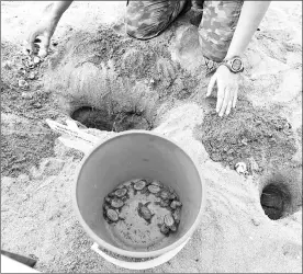  ?? — AFP photo ?? A National Parks staff retrieves baby Hawkbills turtles from a hatchery on the beach at Sisters’ island marine park in Singapore.