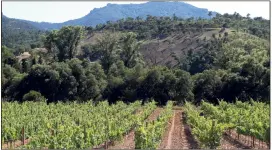  ??  ?? Cinq hectares de vigne supplément­aires seront cultivés d’ici   dans ce domaine qui en compte déjà dix et produit   bouteilles de rouge, blanc et rosé.