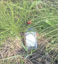  ?? RUSSELL WANGERSKY/TC MEDIA ?? From a highway ditch located near Morrell, P.E.I., on Route 231.