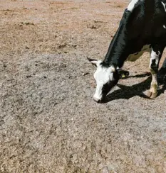  ?? Foto: Jan Woitas, dpa ?? Extreme Trockenhei­t machte im Jahr 2018 in Deutschlan­d Tieren und Pflanzen zu schaffen.