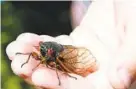  ?? STEPHEN JAFFE/GETTY-AFP ?? A child holds up a cicada in Alexandria, Va., in 2004. The cicadas have emerged again after 17 years.