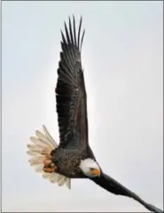  ??  ?? A record 489 bald eagles were recorded at Hawk Mountain this year.