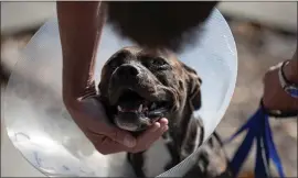  ?? RANDY VAZQUEZ — STAFF PHOTOGRAPH­ER ?? Robert Pease pets his dog Brin, who was hit by a car after running out of their home during a weekend fire, on Barker Street in Milpitas on Wednesday.