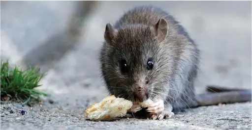  ?? PICTURE: REUTERS ?? PEST: A rat eats pieces of bread thrown by tourists near the Pont-Neuf bridge over the river Seine in Paris.