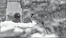  ?? CONTRIBUTE­D PHOTO ?? A cardinal stops by a bird feeder in Bible Hill for a bite to eat on a snowy day.