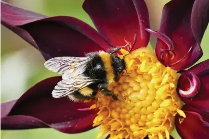  ?? Photograph: Geoffrey Swaine/REX/Shuttersto­ck ?? The study found that bees headed to the left to get a smaller number of items, and to the rightto get a larger number of items.
