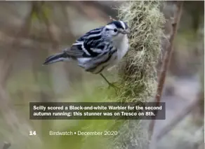  ??  ?? Scilly scored a Black-and-white Warbler for the second autumn running: this stunner was on Tresco on 8th.