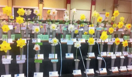  ?? SUPPLIED ?? These beautiful daffodils were on display at the Spring Show.