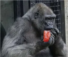  ?? NICOLAUS CZARNECKI / HERALD STAFF FILE ?? FAN FAVORITE: Western lowland gorilla Gigi is seen enjoying a frozen treat while celebratin­g national ice cream day at the Franklin Park Zoo in 2017. Gigi died recently after a period of declining health.