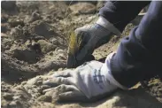  ?? Lea Suzuki / The Chronicle ?? Technician Moses Alvarez places containers of native marsh grasses at Quartermas­ter Reach.