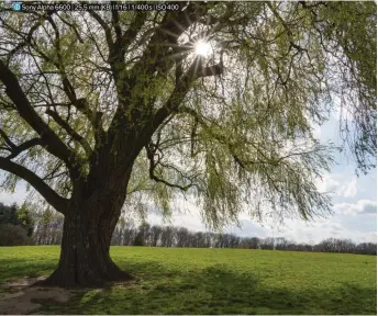  ??  ?? Bij fotografer­en met tegenlicht krijg je een mooie zonnester door het diafragma te sluiten. De autofocus doet het in dergelijke situaties ook prima. Sony Alpha 6600 | 25,5 mm (KB) | f/16 | 1/400 s | ISO 400