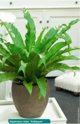  ??  ?? Asplenium nidus ‘ Antiquum’