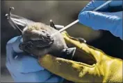  ??  ?? AN ORAL SAMPLE is taken from a bat at Pedra Branca, home to a major forest in an urban area.