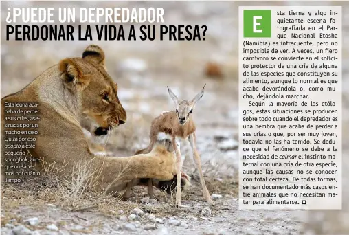  ??  ?? Esta leona acababa de perder a sus crías, asesinadas por un macho en celo. Quizá por eso
adoptó a este pequeño springbok, aunque no sabemos por cuánto tiempo.