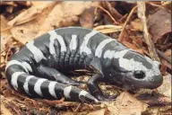  ?? Dennis Quinn / Contribute­d photo ?? Marbled salamander­s lay their eggs in the fall, not the spring like most other reptiles.