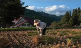  ??  ?? Mitsuko Sonoda’s aunt harvesting rice in her village, which is outside the mandatory evacuation zone, before the disaster. Photograph: Mitsuko Sonoda