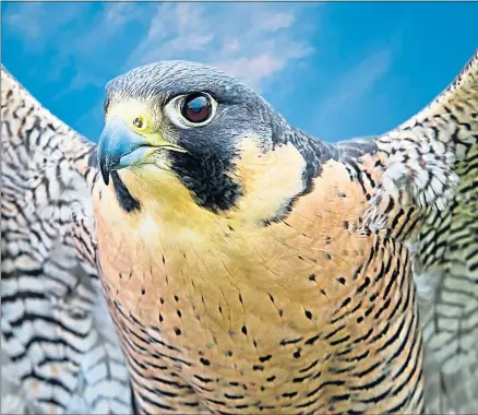  ??  ?? The speed of the peregrine falcon makes its encounter with the sea eagle, right, captivatin­g