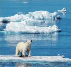  ??  ?? Dieser Eisbär hat Beute gemacht – ein „Kill“, sagt man dazu.