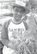  ??  ?? SOILLESS MEDIUM - Dr. Louie Tirador showing lettuce ready for harvest from his aquaponics showcase. Water from the tilapia pond nourishes the lettuce grown on fine gravel without any soil. In thirty days, the lettuce is ready for harvest.