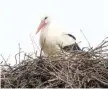  ??  ?? Klepetan, a male white stork which braves thousands of kilometres, year after year seen in the nest in the village of Brodska Varos in eastern Croatia.