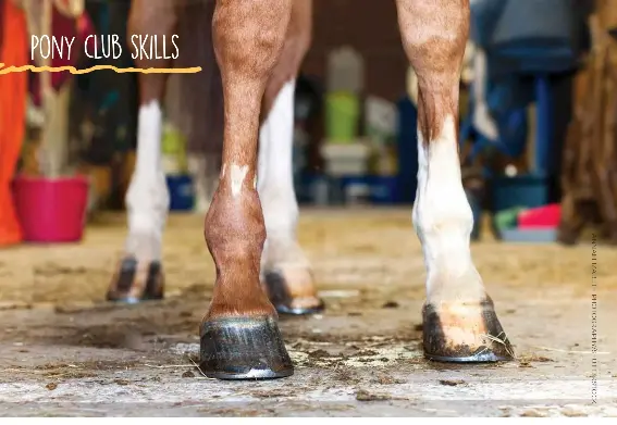Pony Club Tips How To Pick Hooves Pressreader