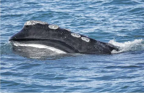  ?? MICHAEL DWYER AP ?? The baleen is visible on a North Atlantic right whale as it feeds on the surface of Cape Cod bay off the coast of Plymouth, Mass., last year. Ottawa announced new measures Thursday to help protect North Atlantic right whales. •