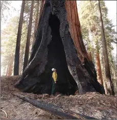  ?? (File Photo/AP/Gary Kazanjian) ?? Assistant Fire Manager Leif Mathiesen, of the Sequoia & Kings Canyon Nation Park Fire Service, looks for an opening Nov. 19 in the burned-out sequoias from the Redwood Mountain Grove, which was devastated by the KNP Complex fires earlier in the year in the Kings Canyon National Park, Calif.