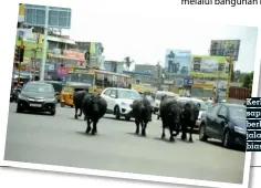  ??  ?? Kerbau dan sapi bebas berkeliara­n di jalan, hal yang biasa