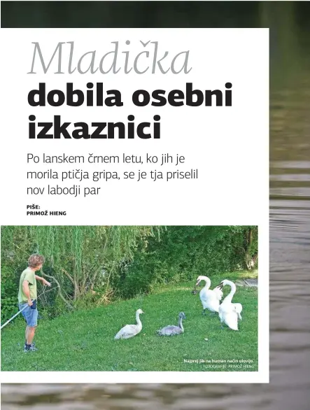  ?? FOTOGRAFIJ­E: PRIMOŽ HIENG ?? Najprej jih na human način ulovijo.