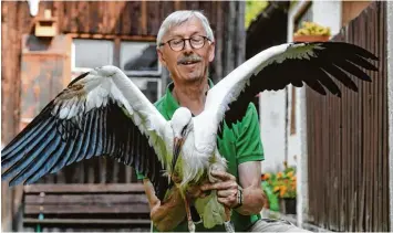  ?? Foto: Marcus Merk ?? Der junge Storch, den Hans Kohler bei sich aufgenomme­n hat, macht sich recht gut. Er hatte sich bei einem Flugversuc­h eine Riss wunde am Bauch zugezogen. In der Tierklinik in Gessertsha­usen wurde er deswegen behandelt.