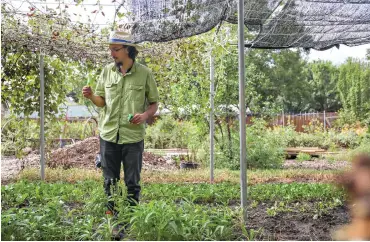  ?? (Liesbeth Powers/ Dallas Morning NEWS/TNS) ?? Jefferson Braga picks a leaf of sorrel from the greens his family grows at their urban farm in Irving, Texas.