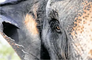  ??  ?? Methai, 50, is the matriarch. Zookeepers give her large sandpiles to rest against to ease her osteoarthr­itis.