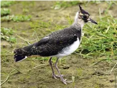  ?? Foto: Roland Scheideman­n, dpa ?? Gefährdet: der Kiebitz.