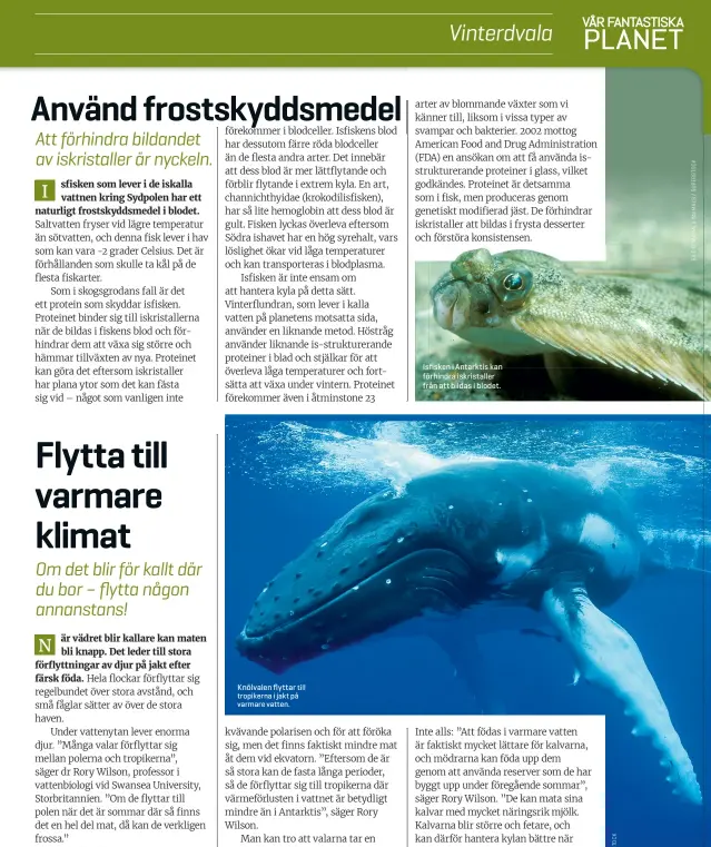  ??  ?? Knölvalen flyttar till tropikerna i jakt på varmare vatten. Isfisken i Antarktis kan förhindra iskristall­er från att bildas i blodet.