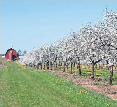  ?? DOOR COUNTY VISITOR BUREAU ?? Cherry blossom trees in Door County are usually in full bloom in late May.