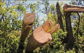  ?? AMELIA ROBINSON / STAFF ?? Thousands of treeswere destroyed in the Memorial Day tornadoes including a large number atWegerzyn­GardenMetr­oPark in Dayton.