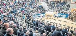  ??  ?? A busy scene at the sale ring in Stirling yesterday.