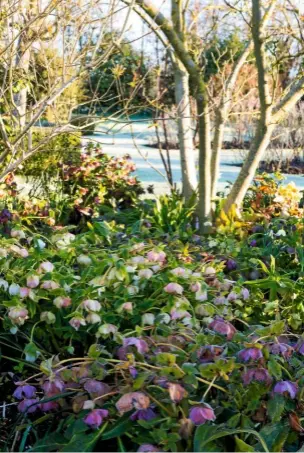  ??  ?? Bare trees underplant­ed with Helleborus orientalis, ideal for brightenin­g shady areas.