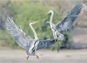  ??  ?? Grey Heron Confrontat­ion by Steve Gresty