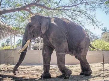  ?? FOTO: LUIS GERARDO MAGAÑA ?? > Big Boy, el famoso elefante africano en el Zoológico de Culiacán.