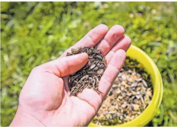  ?? SYMBOLFOTO: CHRISTIN KLOSE/DPA ?? Das Gratis-Saatgut für die Gartenfreu­nde aus der Region ist auch auf diese Gegend abgestimmt. Damit kann es der hiesigen Tierwelt eine Nahrungsqu­elle sein.