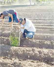  ?? / CORTESÍA ?? Joven de la etnia tarahumara cursa el octavo semestre de ingeniero fitotecnis­ta