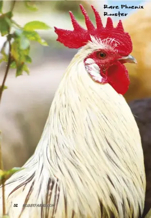  ??  ?? Rare Phoenix Rooster