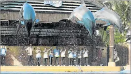  ?? Picture: ROGAN WARD ?? TOURIST HOTSPOT: Ushaka Marine World is a big attraction in Durban