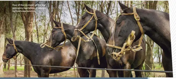  ??  ?? Four of the six clones of the star polo pony Cuartetera, produced by Crestview Genetics