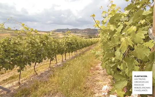  ??  ?? PLANTACION. LAS TRUFAS CRECEN EN LAS RAICES DE ROBLES, ENCINAS Y AVELLANOS.