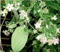  ?? MOTHS & BUTTERFLIE­S OF NZ TRUST ?? The moth plant, also known as the cruel vine, traps butterflie­s and other insects by their proboscis or legs.