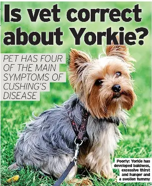 Is vet correct about Yorkie? - PressReader